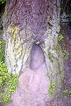 burrow started in tree