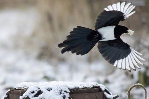 magpie-black-billed