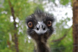 emu photo