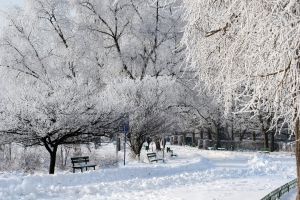 Snowy park in winter